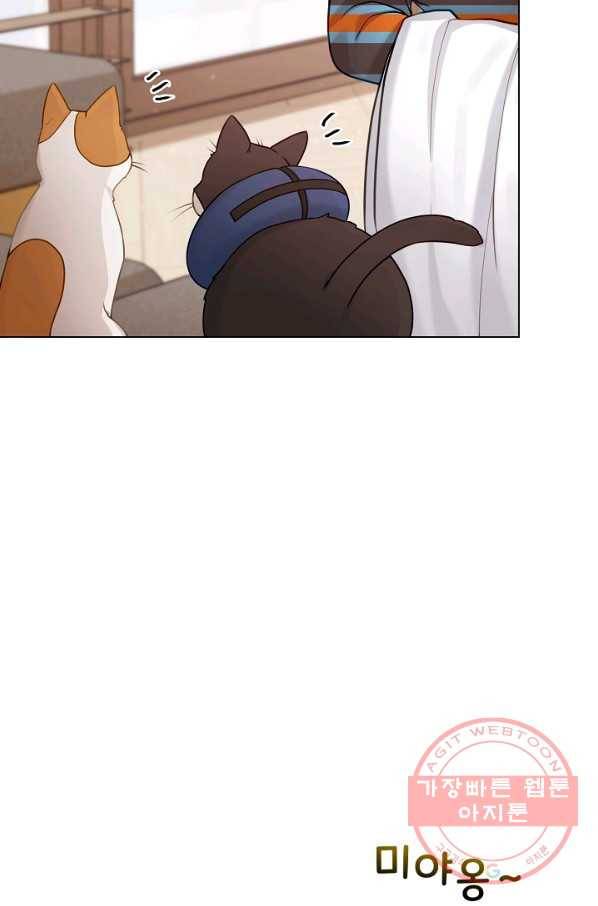 우리집 고양이는 베지테리언 고양이 보고 갈래요? 53