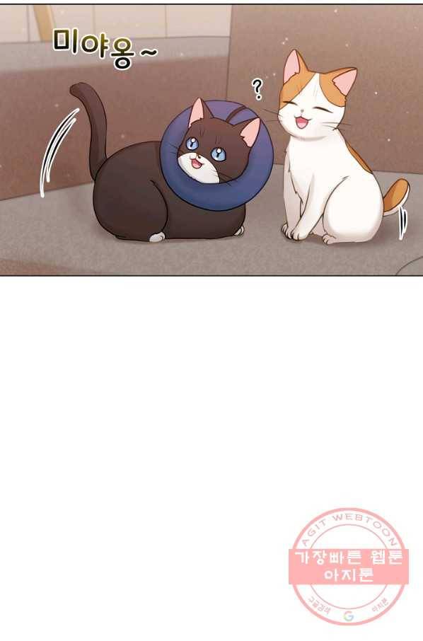 우리집 고양이는 베지테리언 고양이 보고 갈래요? 54