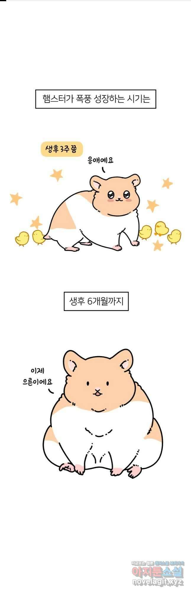 어쩌다 햄스터 11. 햄스터가 편식한다 1