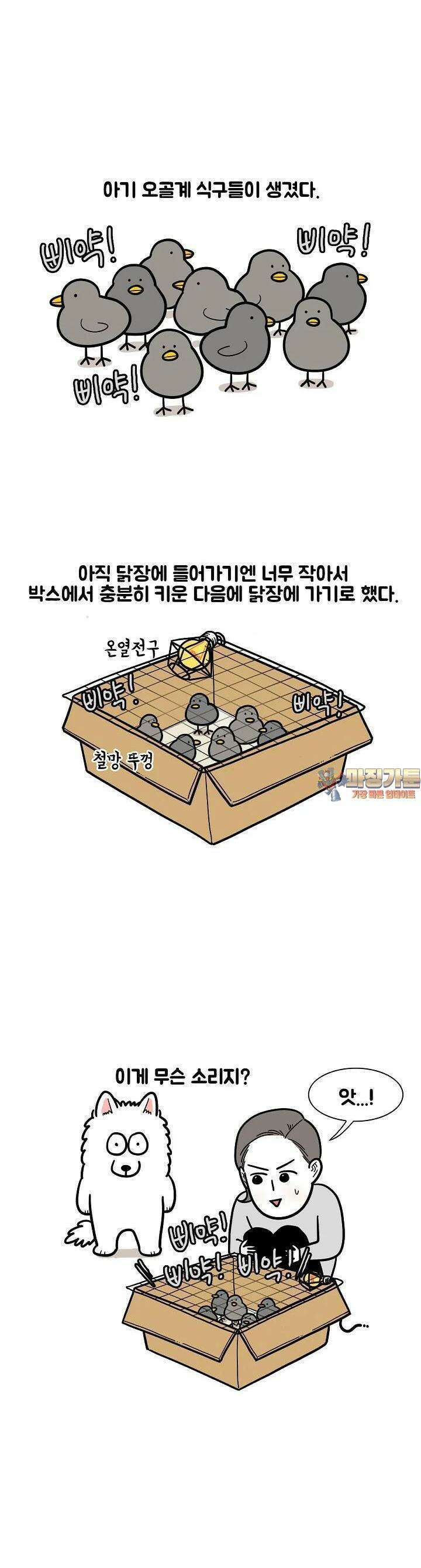 극한견주 32화 닭 2 1