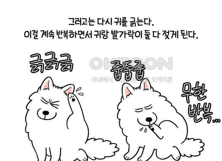 극한견주 시즌2 30화 귓병과 씨름하기 13
