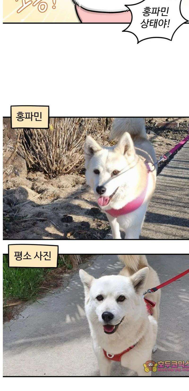 노곤하개 쇼츠 외국인을 만나면 12
