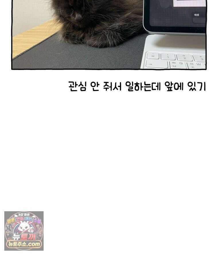 먼지 덩어리 짱덕 3． 호기심 고양이 37