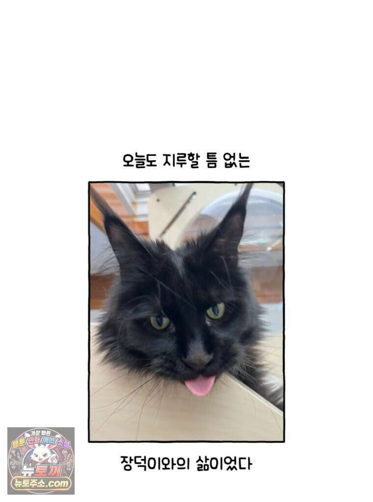 먼지 덩어리 짱덕 26． 리액션 고양이 27