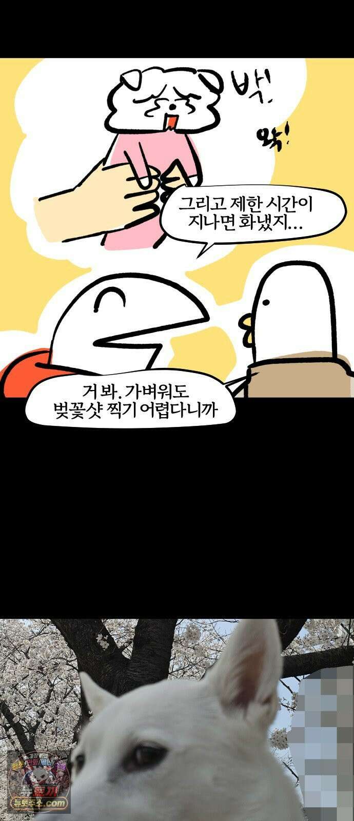 개집사 188화: 벚꽃구경 19
